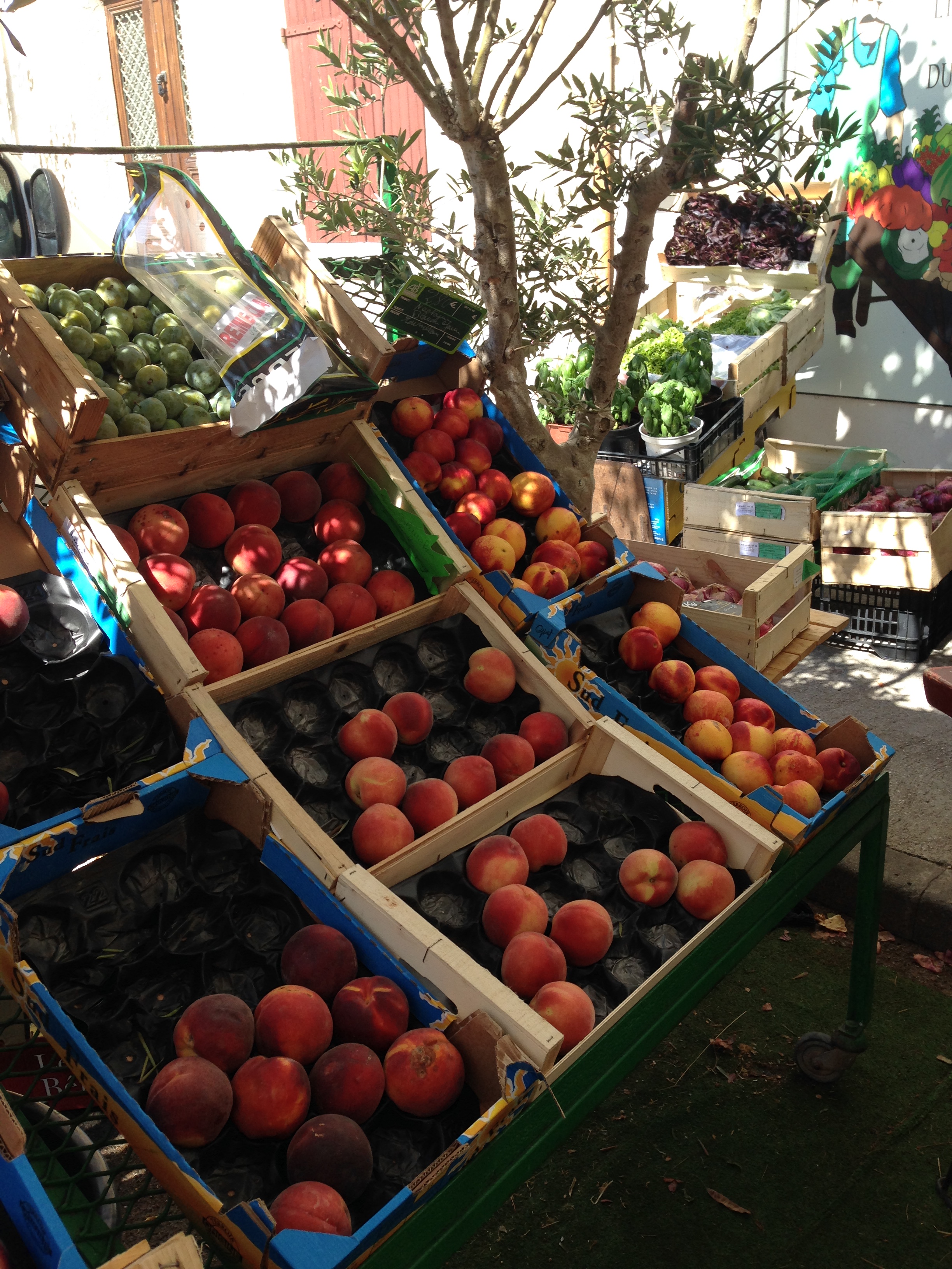 fin juillet début aout 2015 092